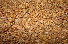 Пшеница 50 кг 