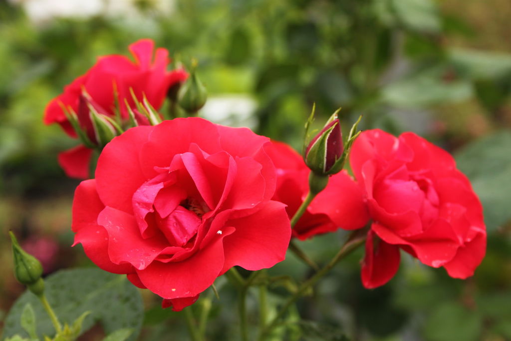 Роза канадская парковая Александр Маккензи (Красный ), цена в Оренбурге от компании Зеленый Сад Оренбург