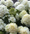 Гортензия метельчатая Бомбшелл (Hydrangea paniculata Bombshell) 5 л контю Одна из самых красивых из невысоких гортензий #2