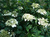Гортензия древововид Эмеральд Лейс (Hydrangea arborescens Emerald Lace) 5л Резные листья!!! #1