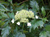 Гортензия древововид Эмеральд Лейс (Hydrangea arborescens Emerald Lace) 5л Резные листья!!! #2