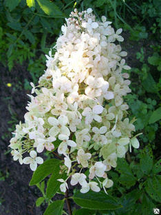 Гортензия метельчатая Матильда (Hydrangea paniculata Mathilde) 5л #1