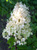 Гортензия метельчатая Матильда (Hydrangea paniculata Mathilde) 5л #1