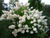 Гортензия метельчатая Матильда (Hydrangea paniculata Mathilde) 5л #2
