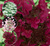 Гортензия Уимс Ред (Hydrangea paniculata Wim´S Red ) 10 л контейнер #1
