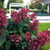 Гортензия Уимс Ред (Hydrangea paniculata Wim´S Red ) 10 л контейнер #2