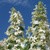 Гортензия метельчатая "Левана" (Hydrangea paniculata Levana), С5. #1
