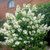 Гортензия метельчатая Левана (Hydrangea paniculata Levana) 10л #2