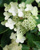 Гортензия Прайм Уайт (Hydrangea paniculata «Prim White») С3 #1