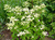 Гортензия Прайм Уайт (Hydrangea paniculata Prim White) 5л раннецветущая #2
