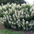 Гортензия метельчатая Октобер Прайд (Hydrangea paniculata October Pride) 5л #2