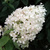 Гортензия метельчатая Бомбшелл (Hydrangea paniculata 'Bombshell') С3 #1