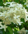 Гортензия метельч. Прекокс раннецветущая (Hydrangea paniculata Praecox) 3л #1