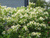 Гортензия метельч. Прекокс раннецветущая (Hydrangea paniculata Praecox) 3л #2
