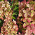 Гортензия метельчатая Пастел Грин (Hydrangea p. Pastelgreen) 7,5 л #1