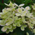 Гортензия метельчатая Пастел Грин (Hydrangea p. Pastelgreen) 7,5 л #2