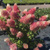 Гортензия метельчатая Строуберри Блоссом (Strawberry Blossom) С5 #2