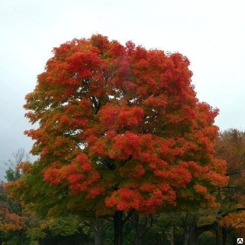 Дуб красный (Quercus palustris), выс 350-440см, (ком) обхват 10-12см