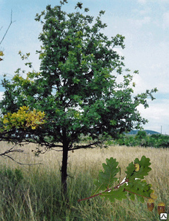 Дуб черешчатый (Quercus robur), H 3-3,5 м С50-С60 #1