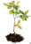 Дуб черешчатый (Quercus robur), H 3,5-4 м (ком) #2