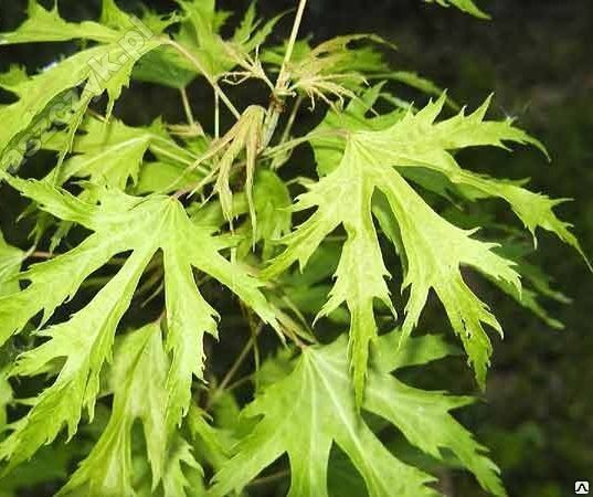 Клен сахаристый Лациниатум Виери(Acer saccharinum Laciniatum Wieri)20л 180-200 см