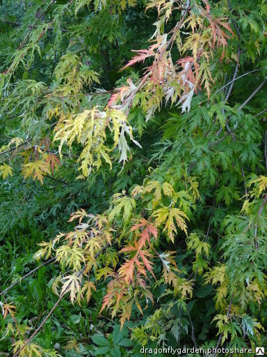 Клен сахаристый Лациниатум Виери(Acer saccharinum Laciniatum Wieri)20л 180-200 см 2