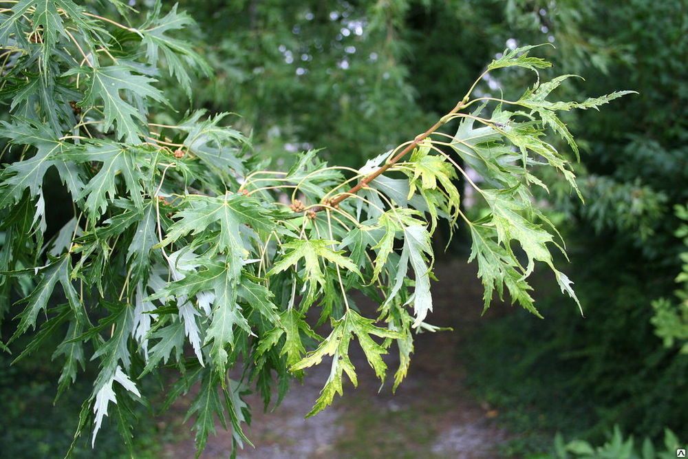 Клен сахаристый Лациниатум Виери(Acer saccharinum Laciniatum Wieri)20л 180-200 см 3