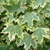 Клён остролистный Друммонди (A. platanoides Drummondii) контенер 35 л 400 см 6-8 см #1