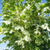 Клён остролистный Друммонди (A. platanoides Drummondii) контенер 35 л 400 см 6-8 см #2