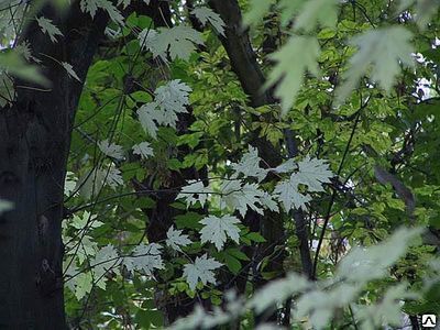 Клен сахаристый канадский серебристый мультиштамб (Acer saccharinum) ком. 500-550 см 2