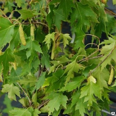 Береза далекарлийская Лациниата(Betula dalecarlica) 180-230 см, С20