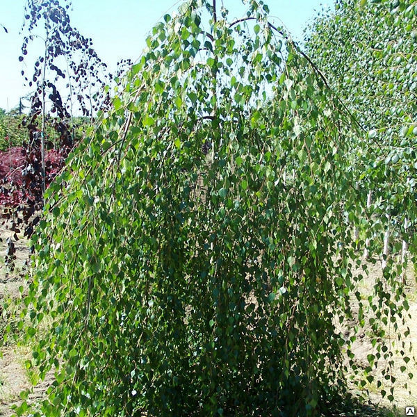 Береза повислая Юнги (Betula pendula Youngii) ком шт.160, обх.ств 6-8см