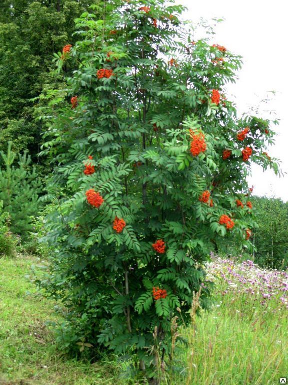 Рябина обыкновенная, форма кустовая (Sorbus aucuparia) 250-300 см ком