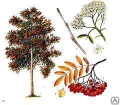 Рябина обыкновенная, выс. (Sórbus aucupária) 250-350 см, ком