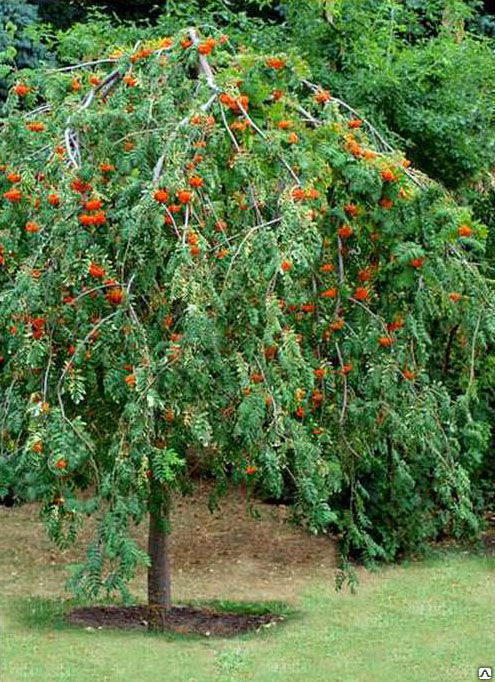 Рябина обыкновенная Пендула (Sorbus aucuparia Pendula) 15л 200-220 см