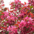Яблоня декоративная Хелена (Malus hybridus «Helena») 20 л 180-200см #1