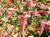 Яблоня декоративная Хелена (Malus hybridus «Helena») 20 л 180-200см #2