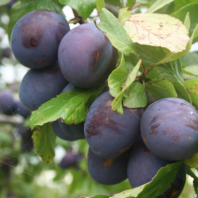 Слива Заречная ранняя (Prunus domestica) 5-10л 240-260см 6-7 лет