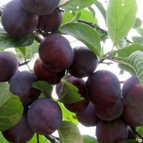 Слива Этюд, летнего срока созревания (Prunus domestic) контейнер 10л,2 летка
