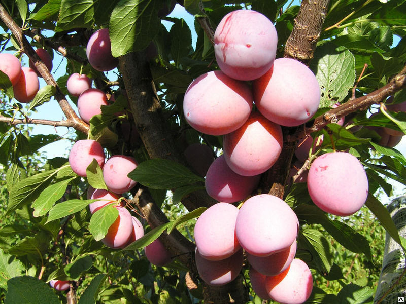 Слива китайская Нарочь (Prunus Naroch) 10л 140-160см