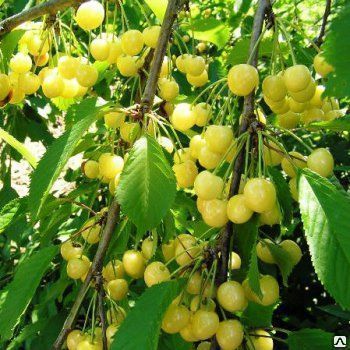 Черешня Чермашная, белая, летняя (Prunus avium) 15л 220-240 см