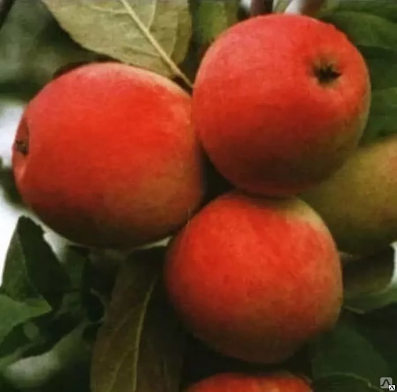 Яблоки Строевское Фото