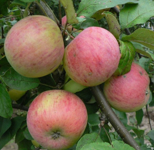 Яблоня Штрифель или Осеннее полосатое (Malus) 5л 160-180см 