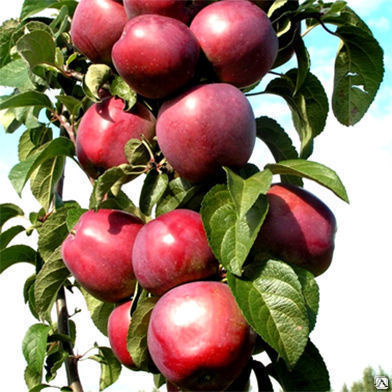 Яблоня колоновидная Червонец Malus купить по низкой цене в СПБ