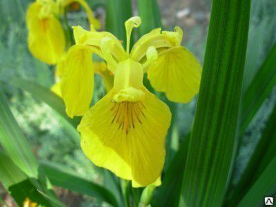 Ирис болотный желтый лютеа Iris pseudacorus С3-С5 купить в СПБ