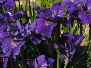 Ирис сибирский Раффлед Вельвет, С5 (Iris sibirica Ruffled Velvet) 