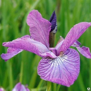 Ирис сибирский Уайн Уингс (Iris sibirica Wine Wings) с2-с3