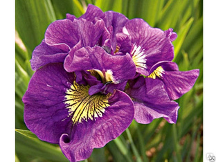 Ирис сибирский Дабл Стандарт (Iris sibirica Double Standard ) С5 