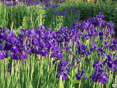 Ирис сибирский синий / касатик (Iris sibirica)С2-С3