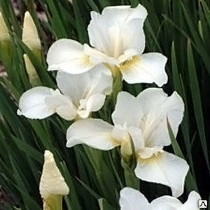Ирис сибирский Уайт Свирл (Iris sibirica White Swirl ) С3 